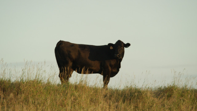 How Do We Feed the Future Without Eating the Planet? Examining the Human and Environmental Impacts of Beef Production